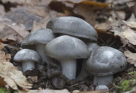    Hygrophorus marzuolus